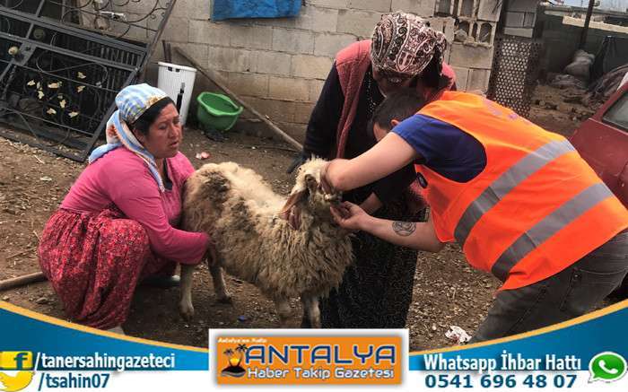 Antalya Büyükşehir Belediyesi Veterinerleri Gaziantep’te 