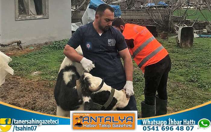 Antalya Büyükşehir Belediyesi’nden Gaziantep’te Veterinerlik Hizmeti