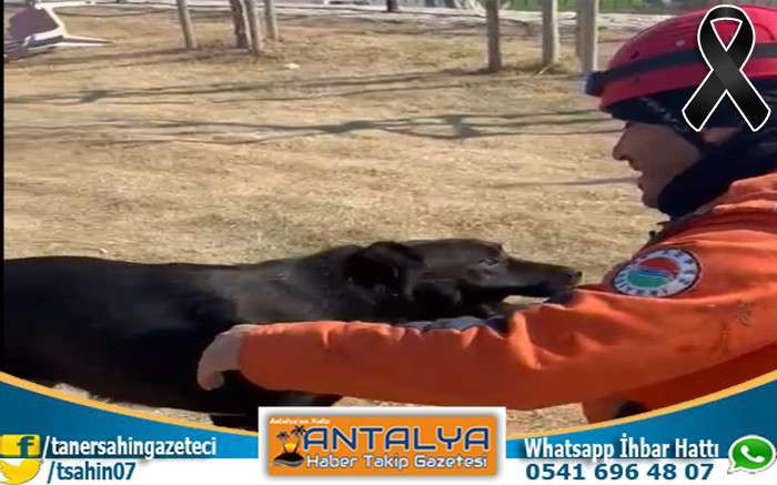 Kepez Belediyesi Enkazdan Kurtardığı Köpeği Sahiplendi 